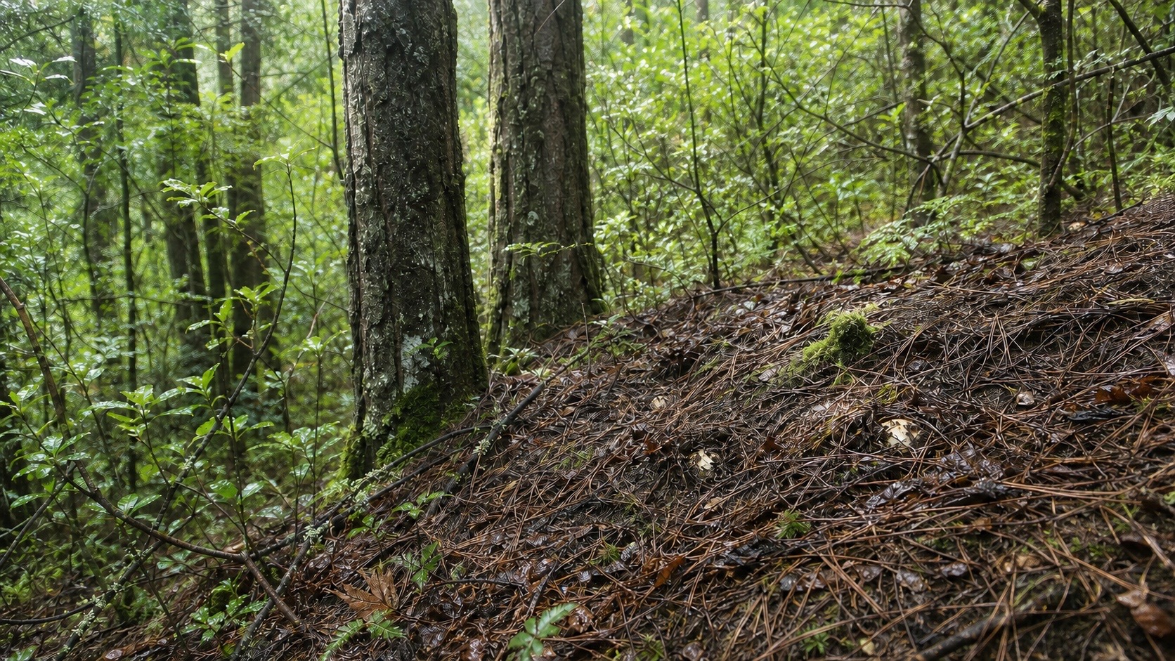 Bright forest floor and pine litter in a Shangri-La matsutake habitat