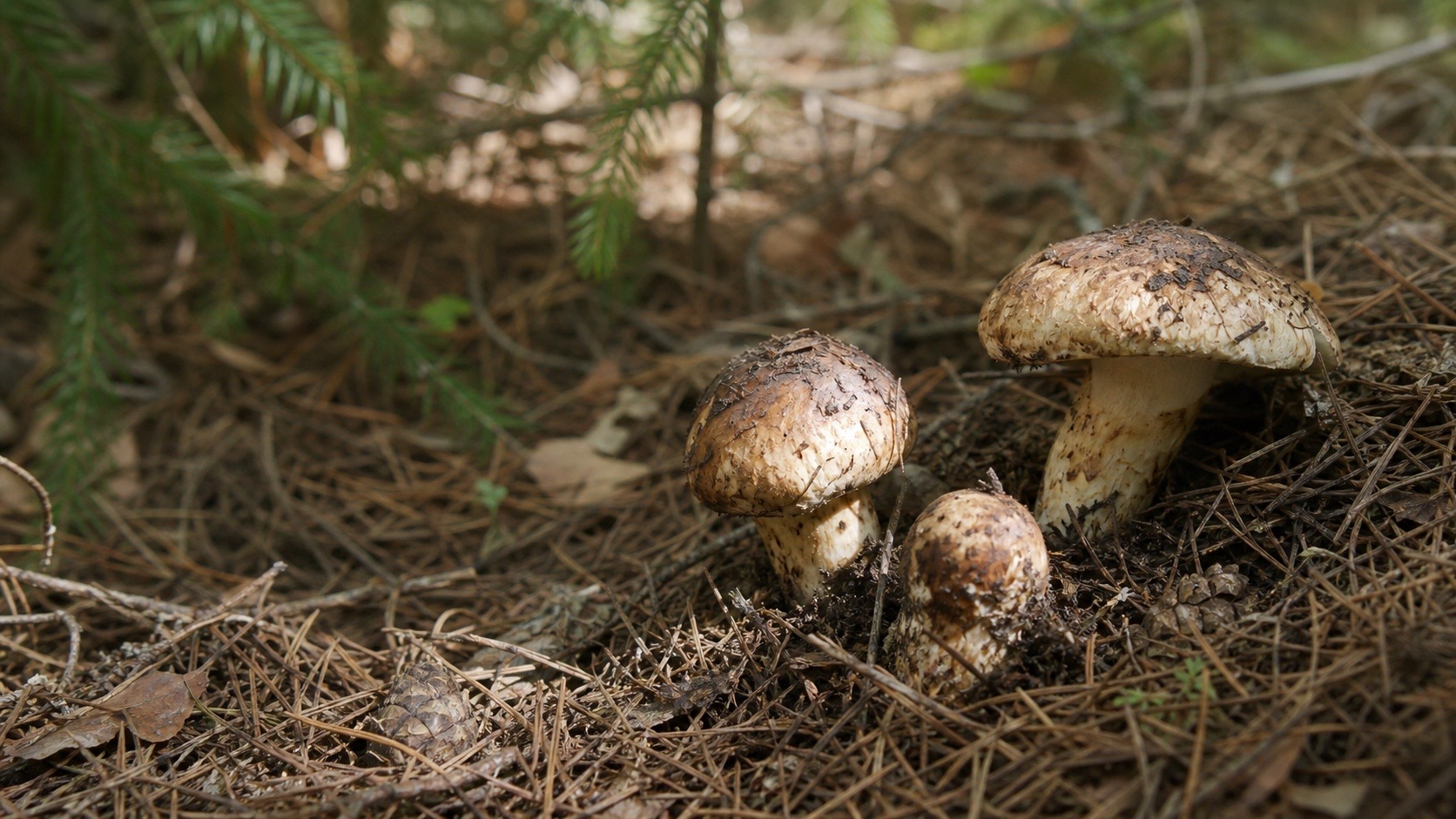 Tricholoma matsutake emerging through pine litter