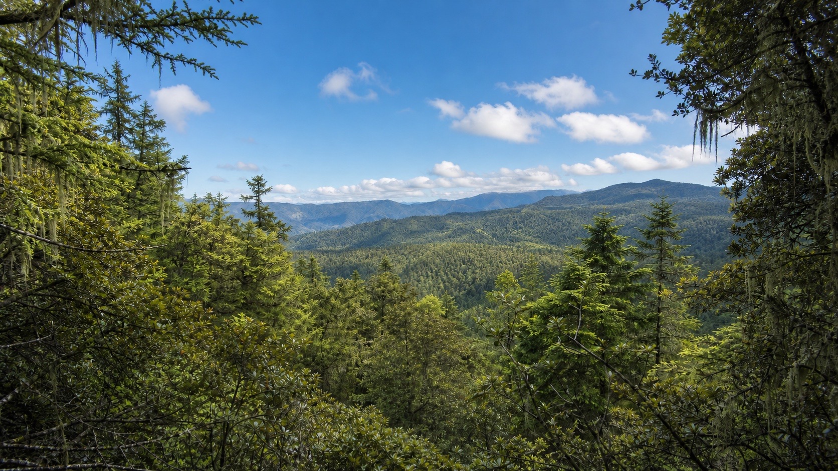 Sunlit original mixed forest in Shangri-La, Yunnan